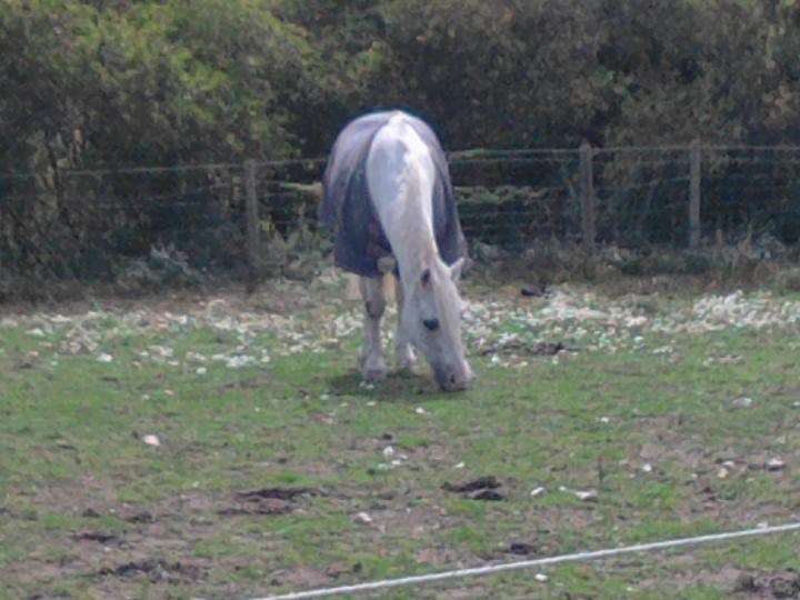 snow in his field snow in his field